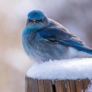 Meet your Posher, Nadine